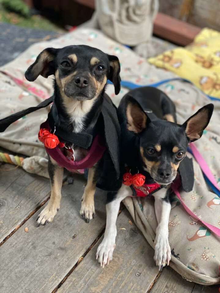 Rescue for Pet Sake holds fall Adopt-a-thon
